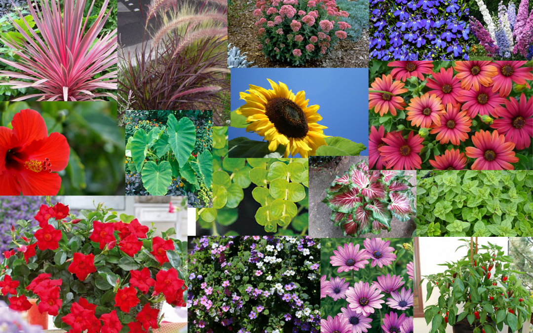 Garden HALO: Your Solution for a Colourful and Creative Garden
