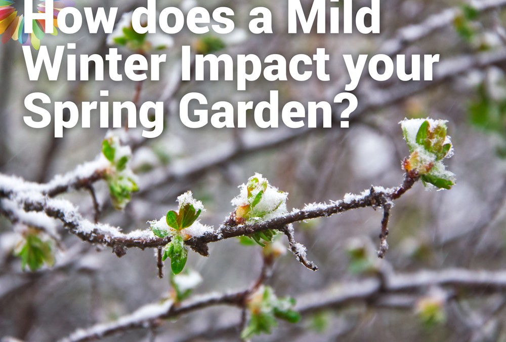 How does a Mild Winter Impact your Spring Garden?