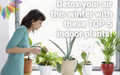 Detox your Air this Winter with These top Five Indoor plants. 