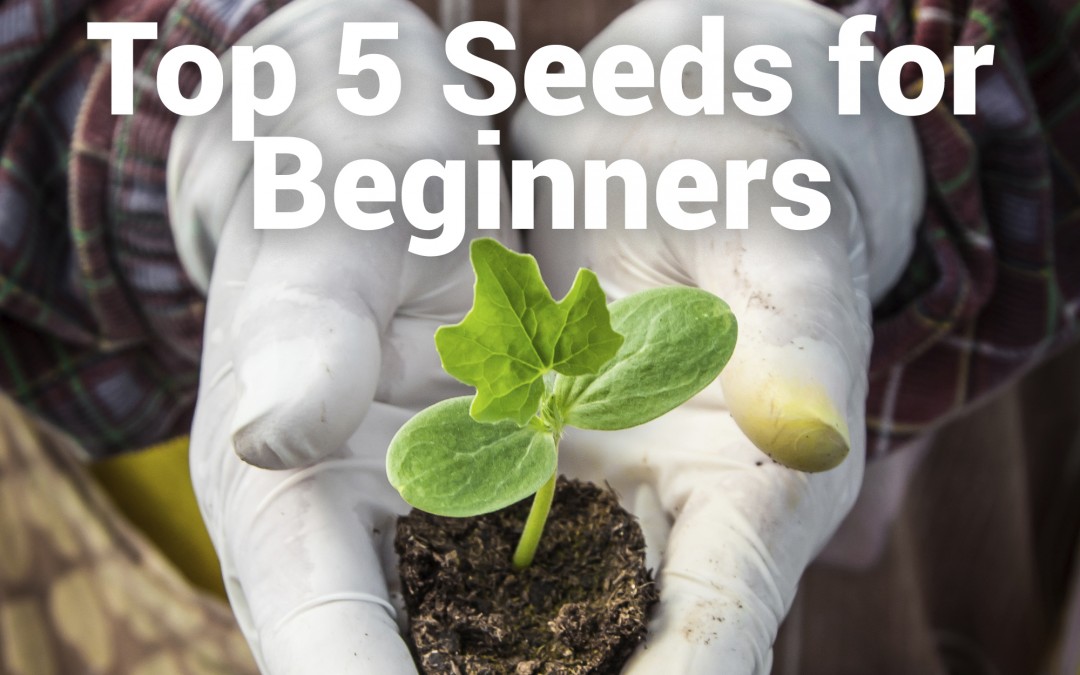 Top Five Seeds for the Beginner Gardener